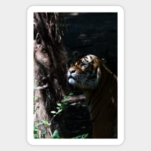 Hiding Tiger Sticker